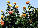 月季花