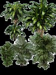 室内植物