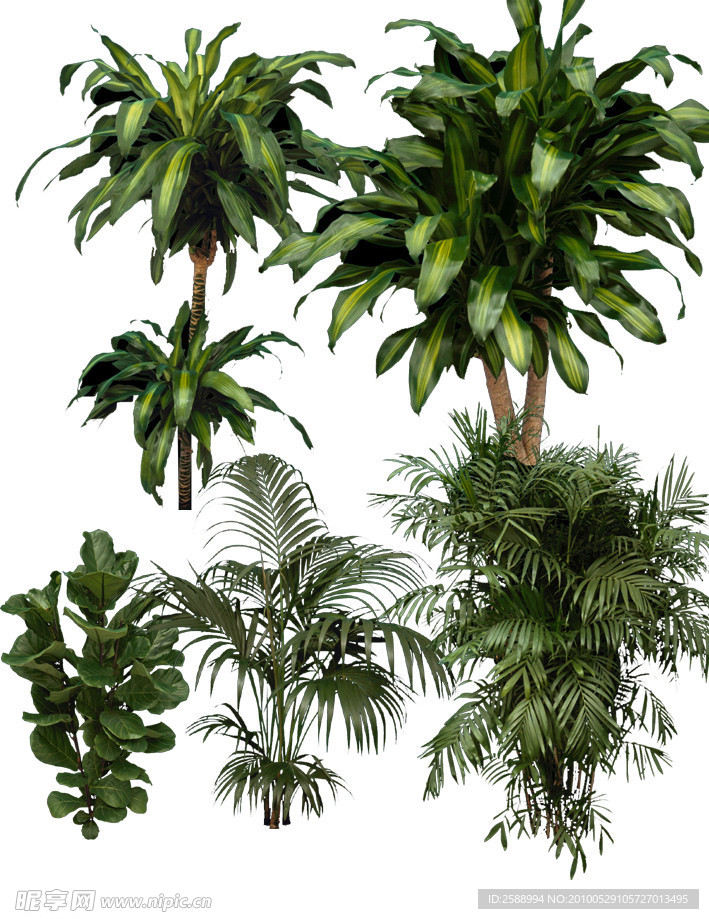 室内植物