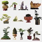 植物盆景
