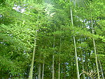 美丽的竹林