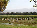 乌海胡杨岛 牧归