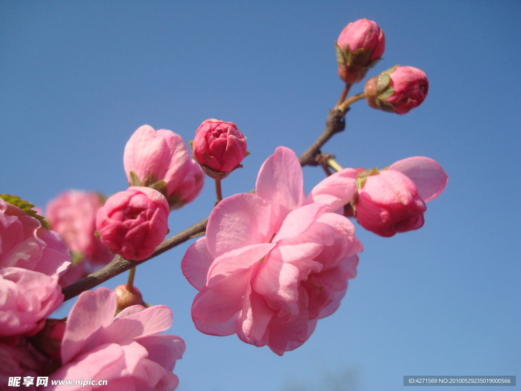 春天桃花