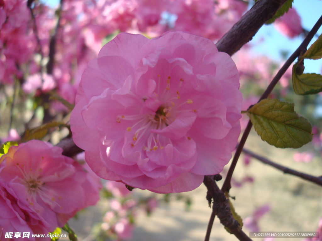 春天桃花