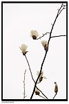 玉兰花