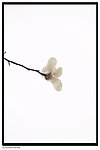 玉兰花