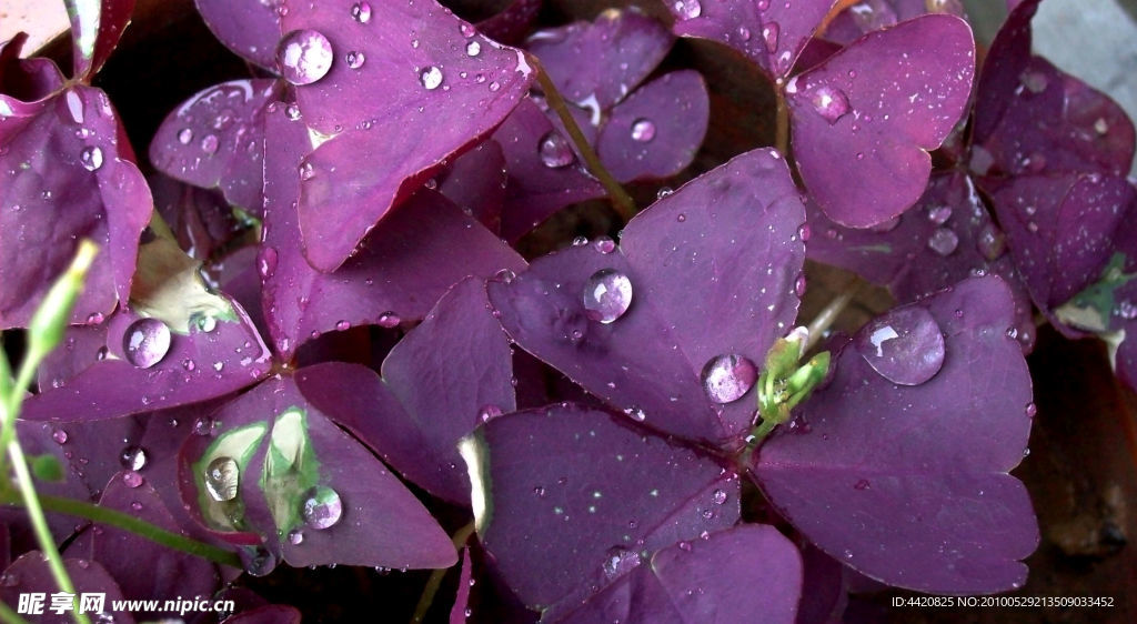 叶子上的雨滴