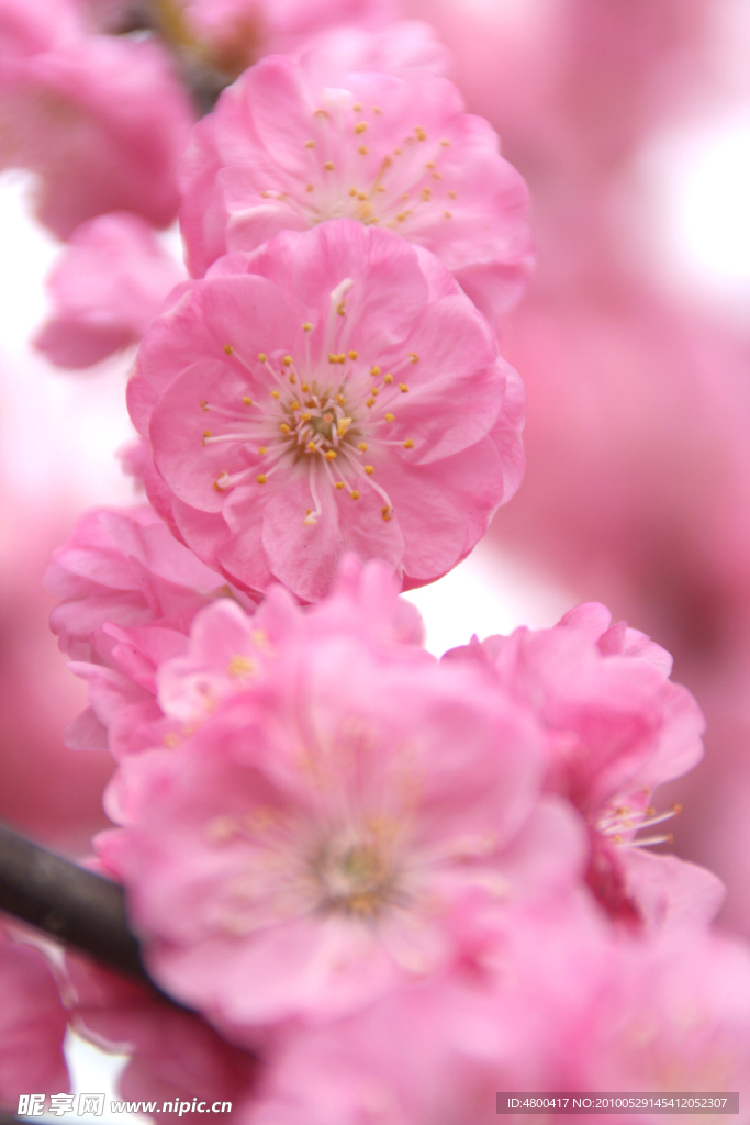 梅花