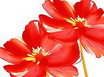 分层素材花
