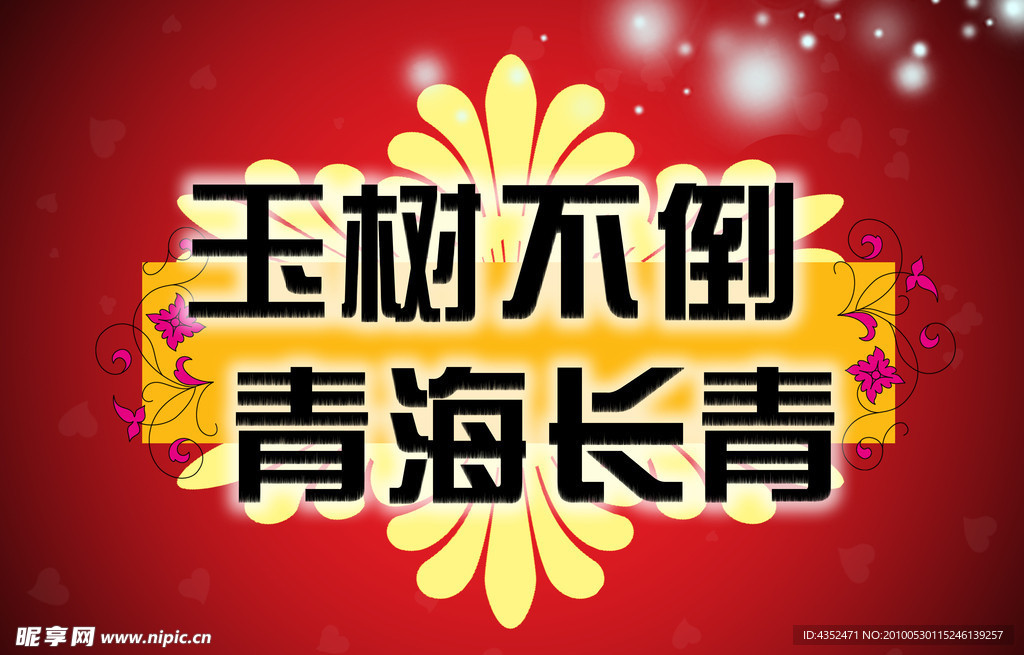 玉树不倒 青海长青