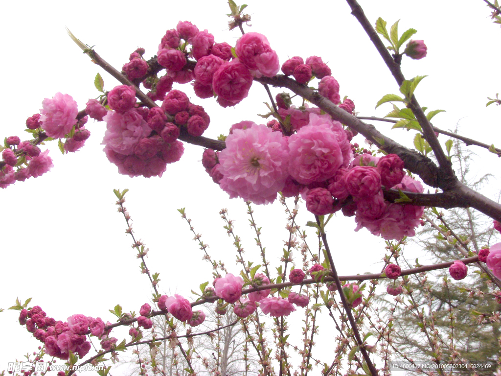 桃花