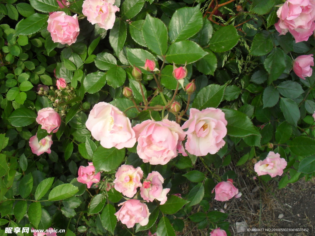 山茶花