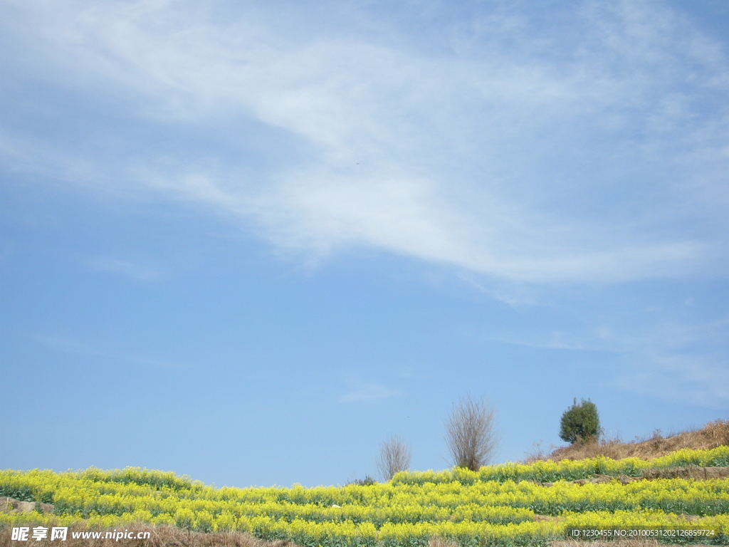 油菜地的上空