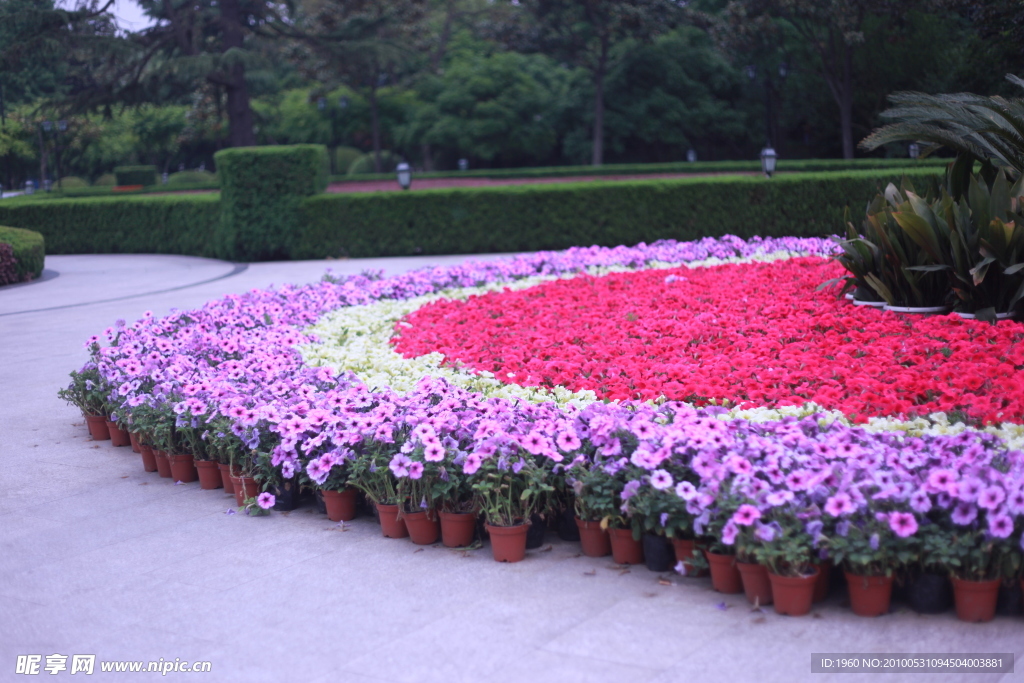 苏州公园鲜花