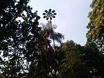 灯 树