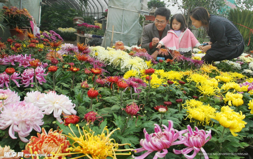 菊花