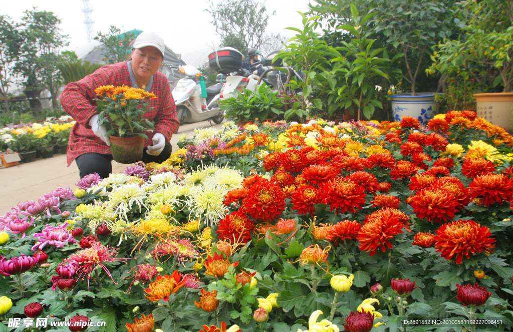 菊花