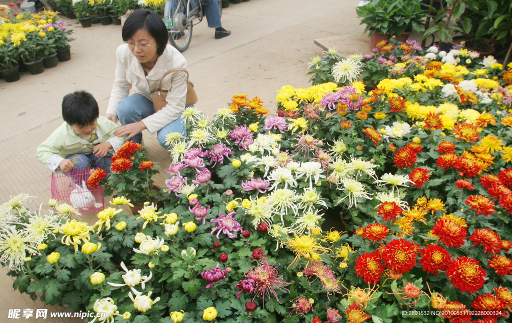 菊花