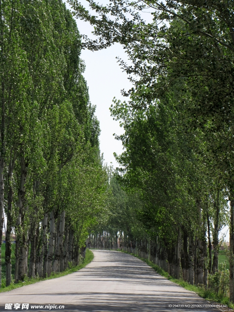 白杨公路