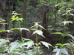 绿色植物2