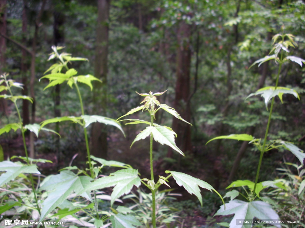 绿色植物2