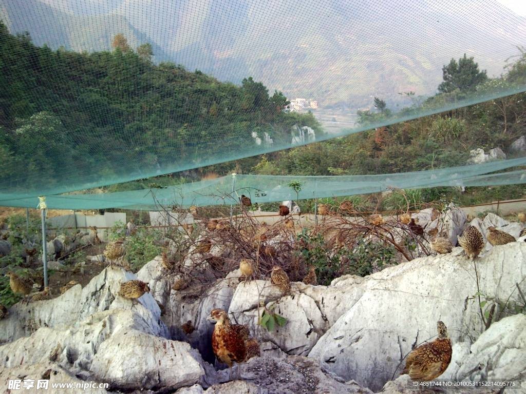 山景 山鸡 野鸡