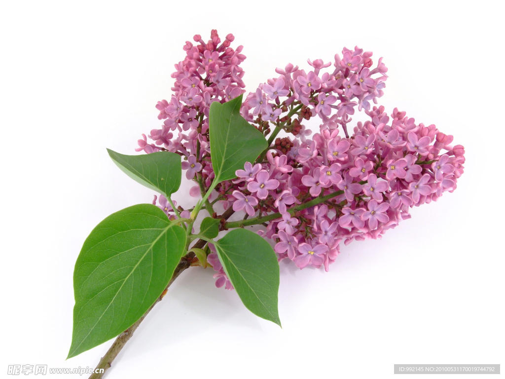 丁香花