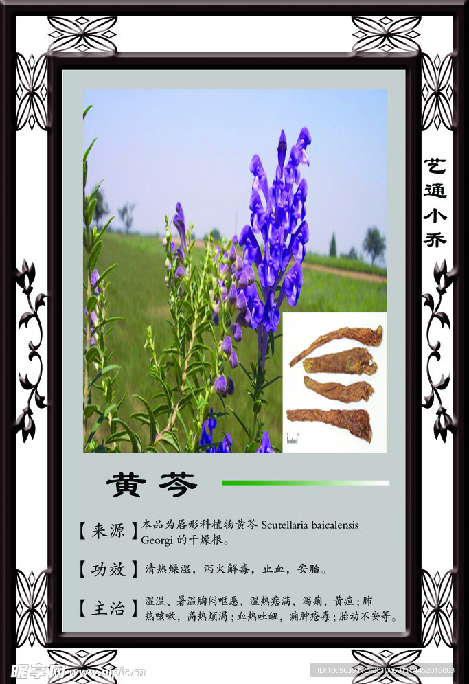 黄芩