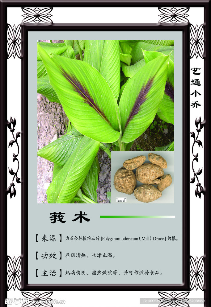 莪术