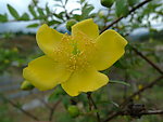 野外小黄花
