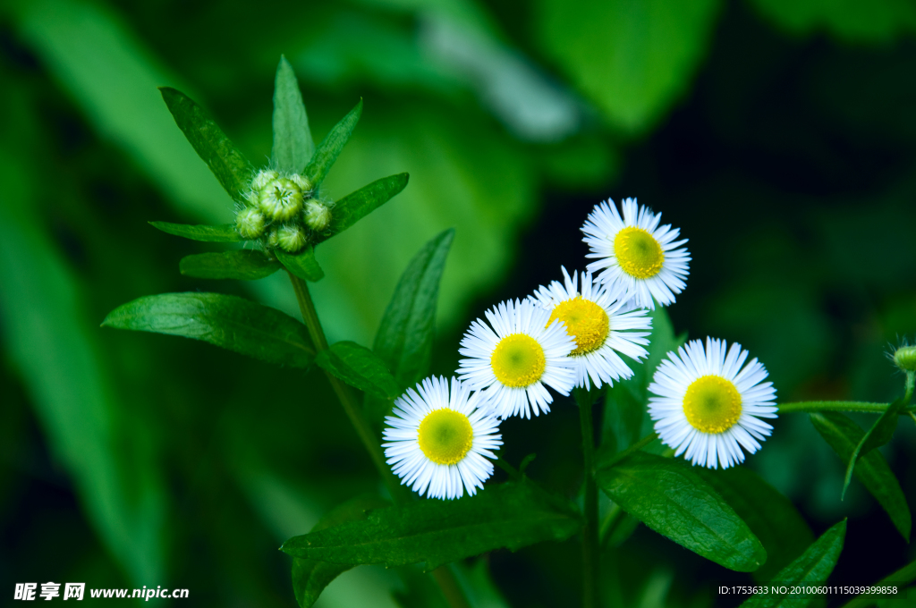 白花