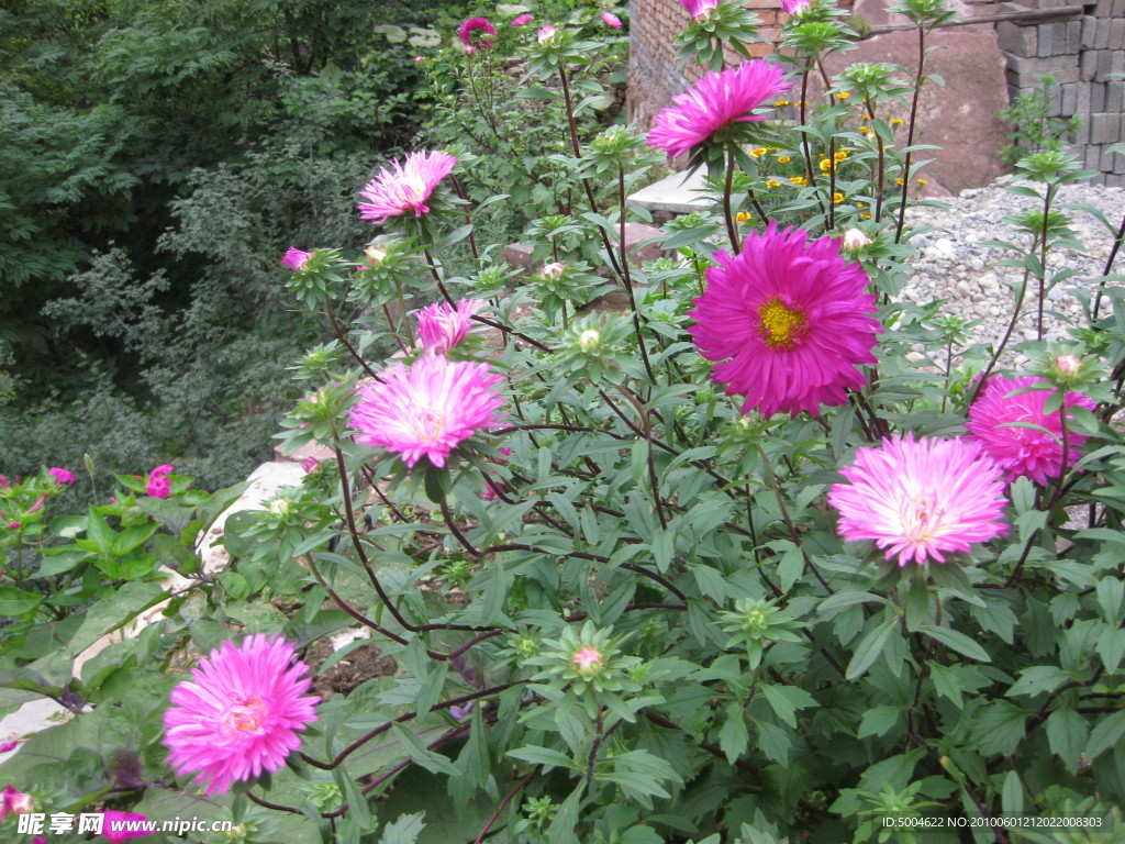 菊花