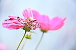 波斯菊