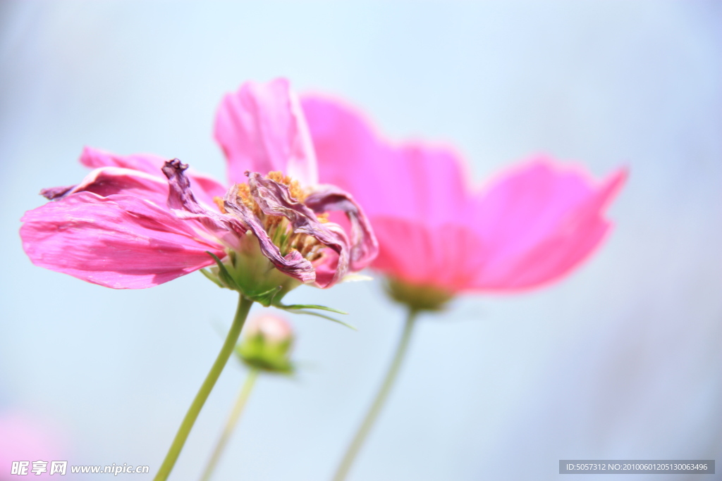 波斯菊