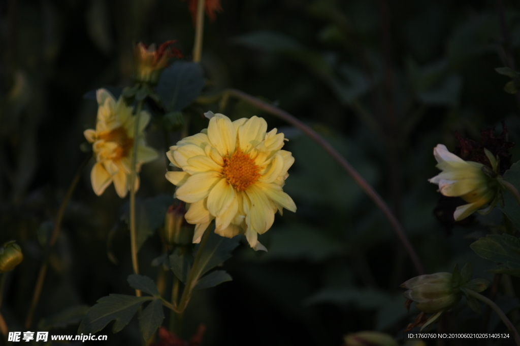 菊花