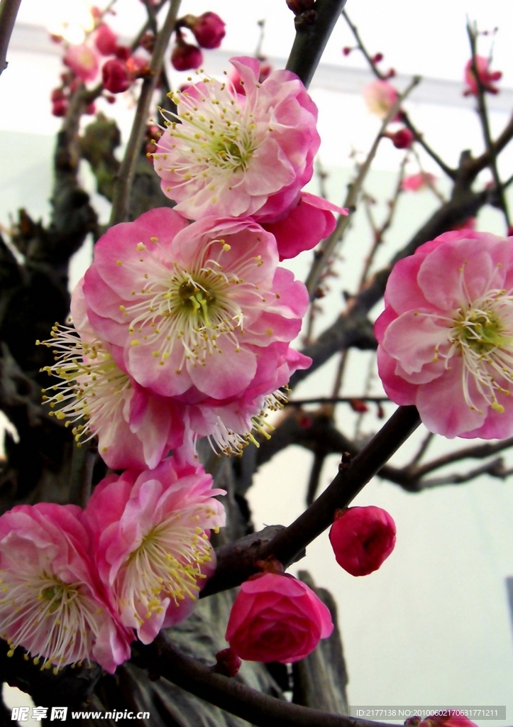 桃花