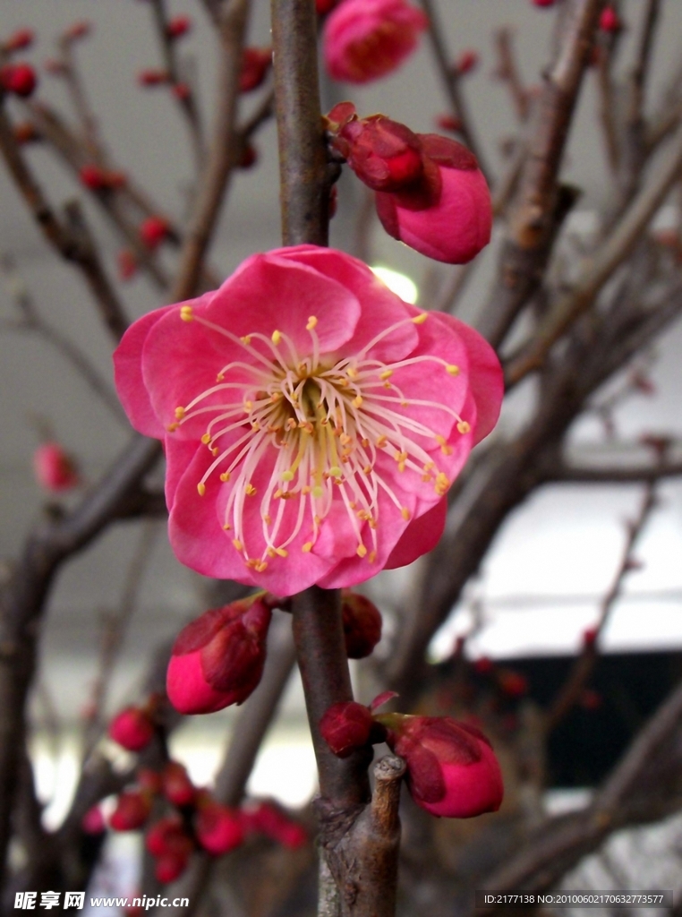 桃花