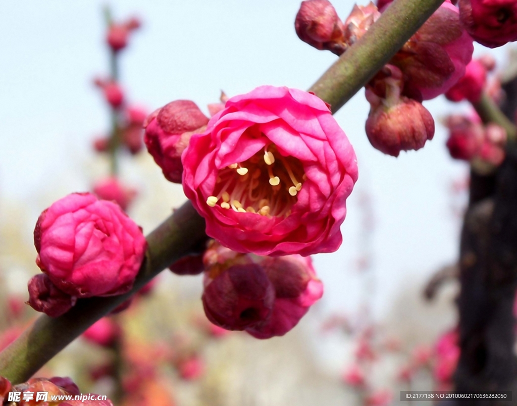 桃花