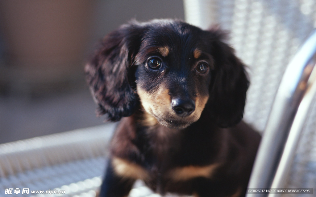 狗 动物 犬 生物 宠物