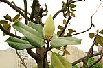 花蕾