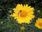 小黄花与蜜蜂