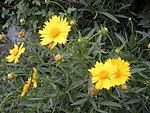 小黄花与蜜蜂