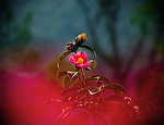 山茶花