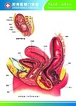 妇科解剖图1