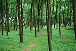 树林草地