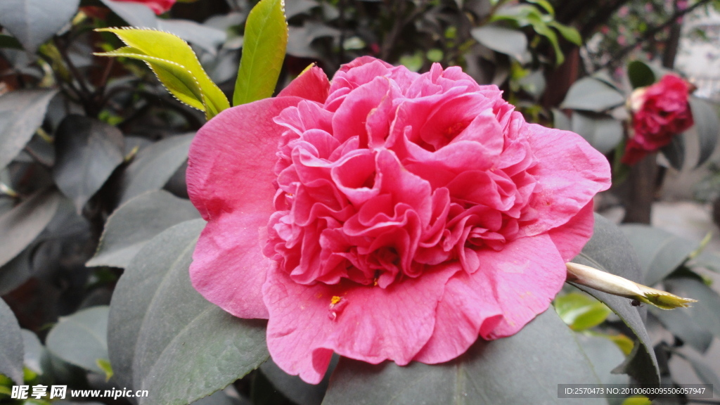 月季花