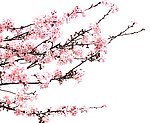 漂亮桃花枝