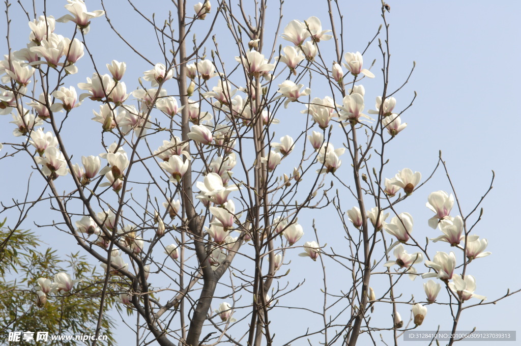 玉兰花
