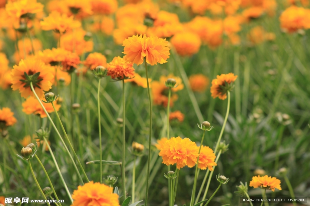 小菊花