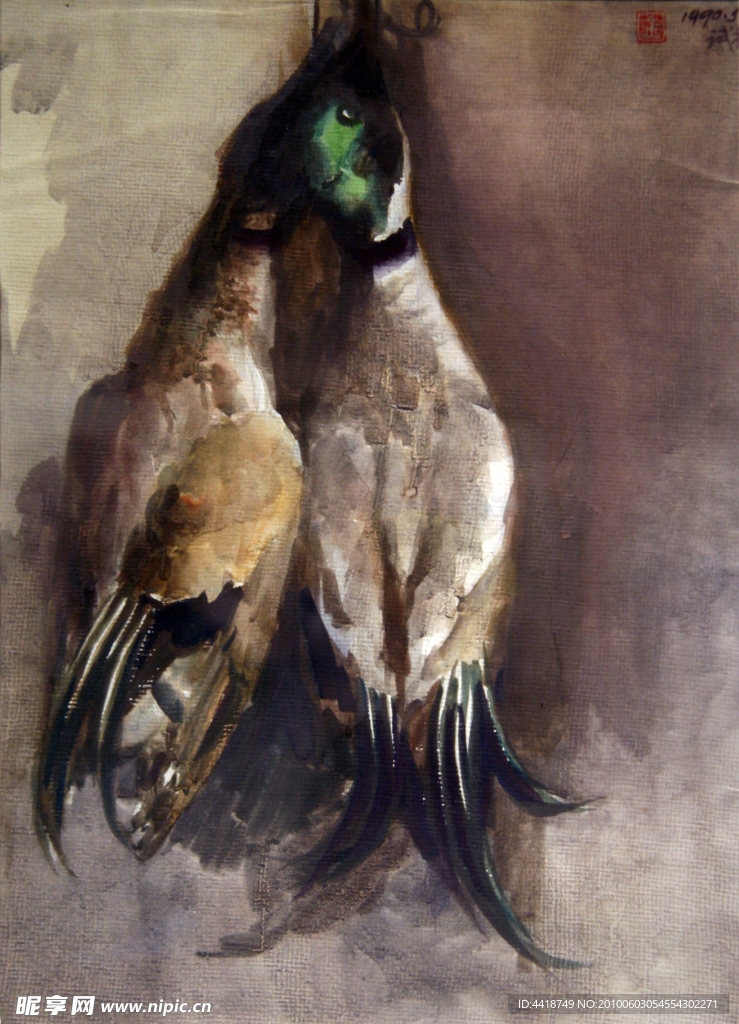 金家齐 野鸭